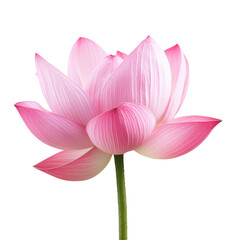 Fototapeta premium Elegant pink lotus flower in full bloom