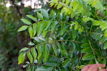 The curry tree (Murraya koenigii) or curry leaf tree. Curry berry leaf tree with green leaves background