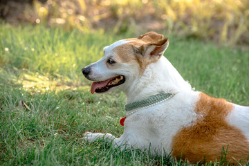 Obraz premium jack russell terrier playing