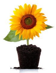 Obraz premium Sunflower In Soil on white