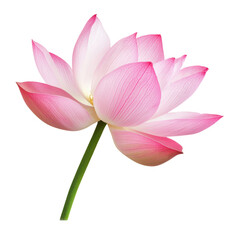 Elegant pink lotus flower in full bloom