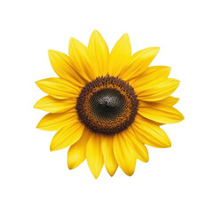 Vibrant sunflower with bright yellow petals
