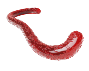 Worm-like parasite, realistic detail, white isolated background