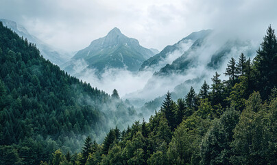 Obraz premium Majestic mountains surrounded by fog in a valley forest