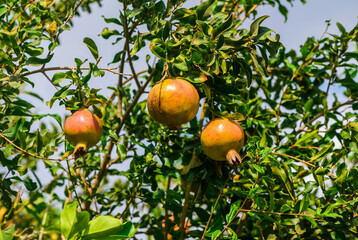 Ripening orange pomegranate fruit on a tree branch closeup