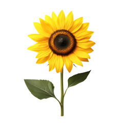 Obraz premium Vibrant sunflower with lush green leaves