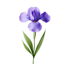 Elegant purple iris flower with green leaves