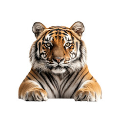 Fototapeta premium Majestic tiger resting with a focused gaze