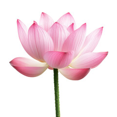 Fototapeta premium Elegant pink lotus flower in full bloom