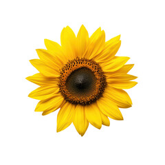 Fototapeta premium Bright sunflower with vibrant yellow petals