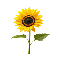 Vibrant sunflower with green leaves on a transparent background