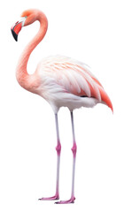 Fototapeta premium PNG Flamingo animal bird wildlife.