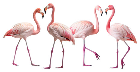 PNG Flamingo animal bird spoonbill.