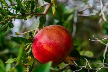 Red ripe pomegranate fruits grow on pomegranate tree in a garden, ready for harvest.