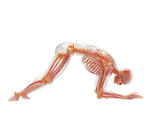 Obraz premium Anatomical model demonstrating a yoga pose on a white background
