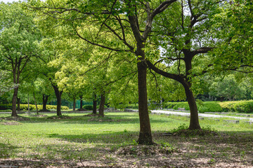 trees in the park