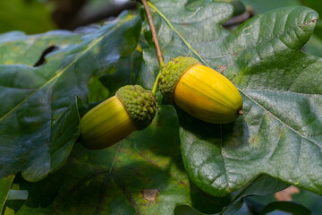 Oak branch with green leaves and acorns on a sunny day. Oak tree in summer. Blurred leaf background.