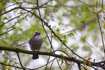 A vibrant and colorful bird is perched elegantly on a branch, surrounded by lush, fresh spring foliage and leaves