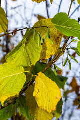 Colorful autumn leaves on a Witch Hazel,in a garden