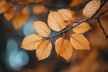 This image focuses on a cluster of orange autumn leaves with bright detailing on a slender branch, evoking feelings of contemplation and seasonal change.
