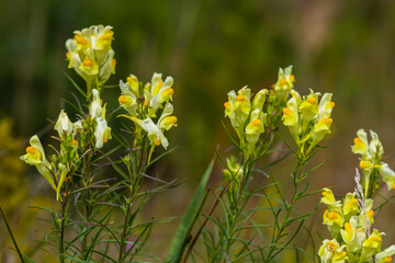 Flaxseed or wild snapdragon Linaria vulgaris is a medicinal herb. Wildflowers inflorescence