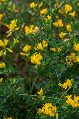 Obraz premium Medicago falcata, plant species of the genus Medicago. It is native to much of Europe and Asia