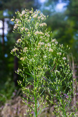 Erigeron canadensis grows in the wild in summer