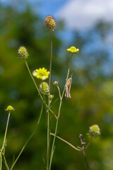 Cream scabious pincushion, Scabiosa ochroleuca, in flower