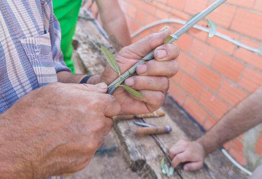 Olive tree grafting
