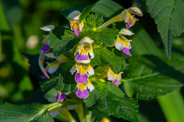 Summer among the wild herbs blossoms of nettle Galeopsis speciosa