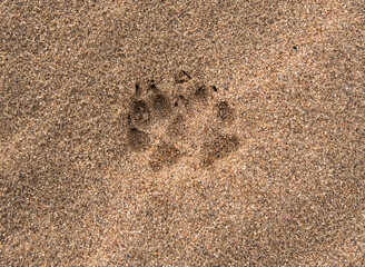 Animal tracks in the sand