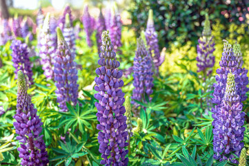 flowers in the garden