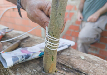 Olive tree grafting