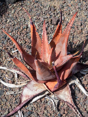 Cactus detail at the botanical garden on Gran Canaria, Canary Islands