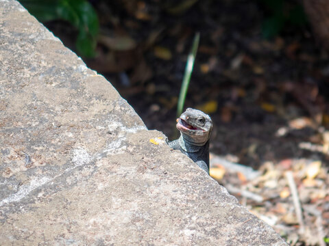 Gallot's lizard in Gran Canaria, Canary Islands