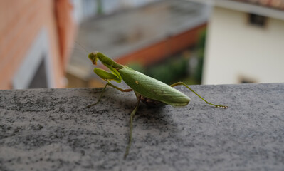 mantide gravida