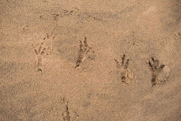 Animal tracks in the sand