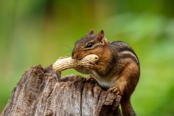 Chipmunk sitting on a log