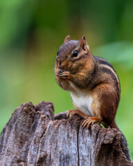 Chipmunk sitting on a log