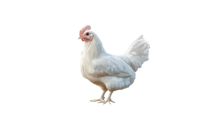 Fototapeta premium White Chicken Isolated on Transparent Background with Clean Feather Detail for Farm Animal Photography