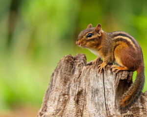 Chipmunk sitting on a log