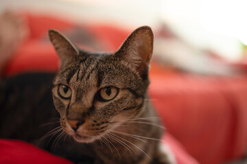 Gatos domésticos posando em casa.
