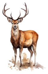 Obraz premium PNG Wildlife animal mammal herbivorous.