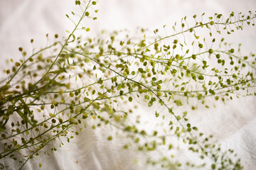 beautiful background with fresh pennycress plant on white