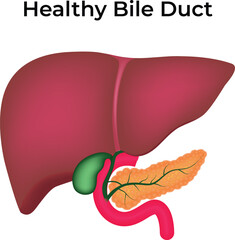 Healthy Bile Duct Vector Illustration