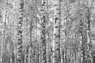 Obraz premium black-and-white photo with white birches
