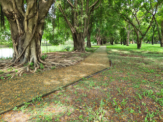 beautiful park and trees with a walkway