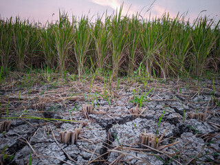 Obraz premium Rice plants growing in rice field experiencing drought due to long dry season,location in Sukoharjo,Central Java, Indonesia.