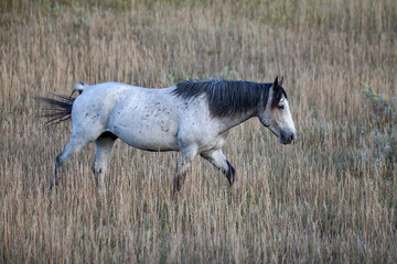 Wild (feral) Horse in Theodore Roosevelt National Park, North Dakota