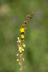macrophotographie de fleur sauvage - Aigremoine eupatoire - Agrimonia eupatoria